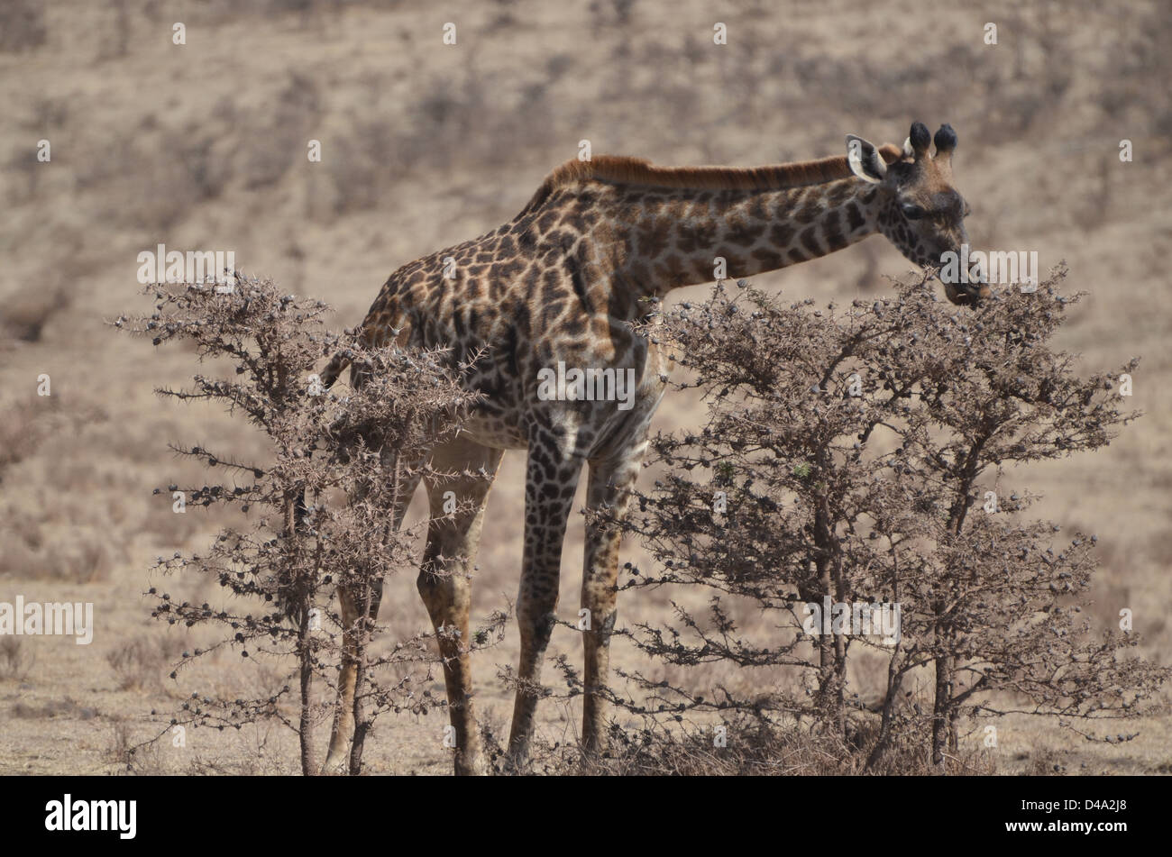 Una giraffa pascola sui pendii aridi del cratere Ngorogoro, vicino alla strada per il Parco Nazionale del Serengeti, Tanzania Foto Stock