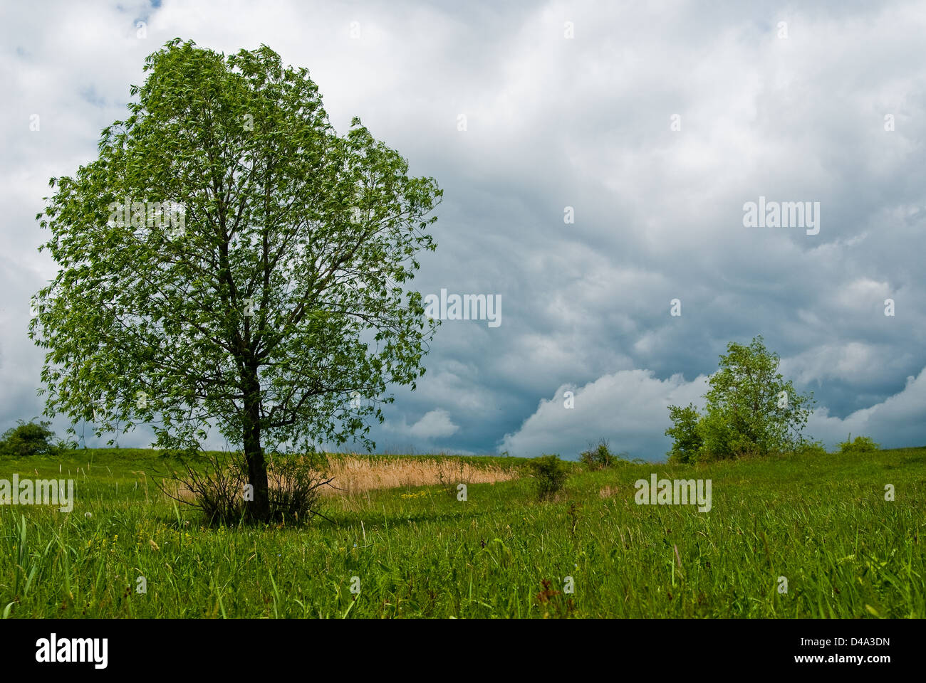 La natura del paesaggio in primavera Foto Stock