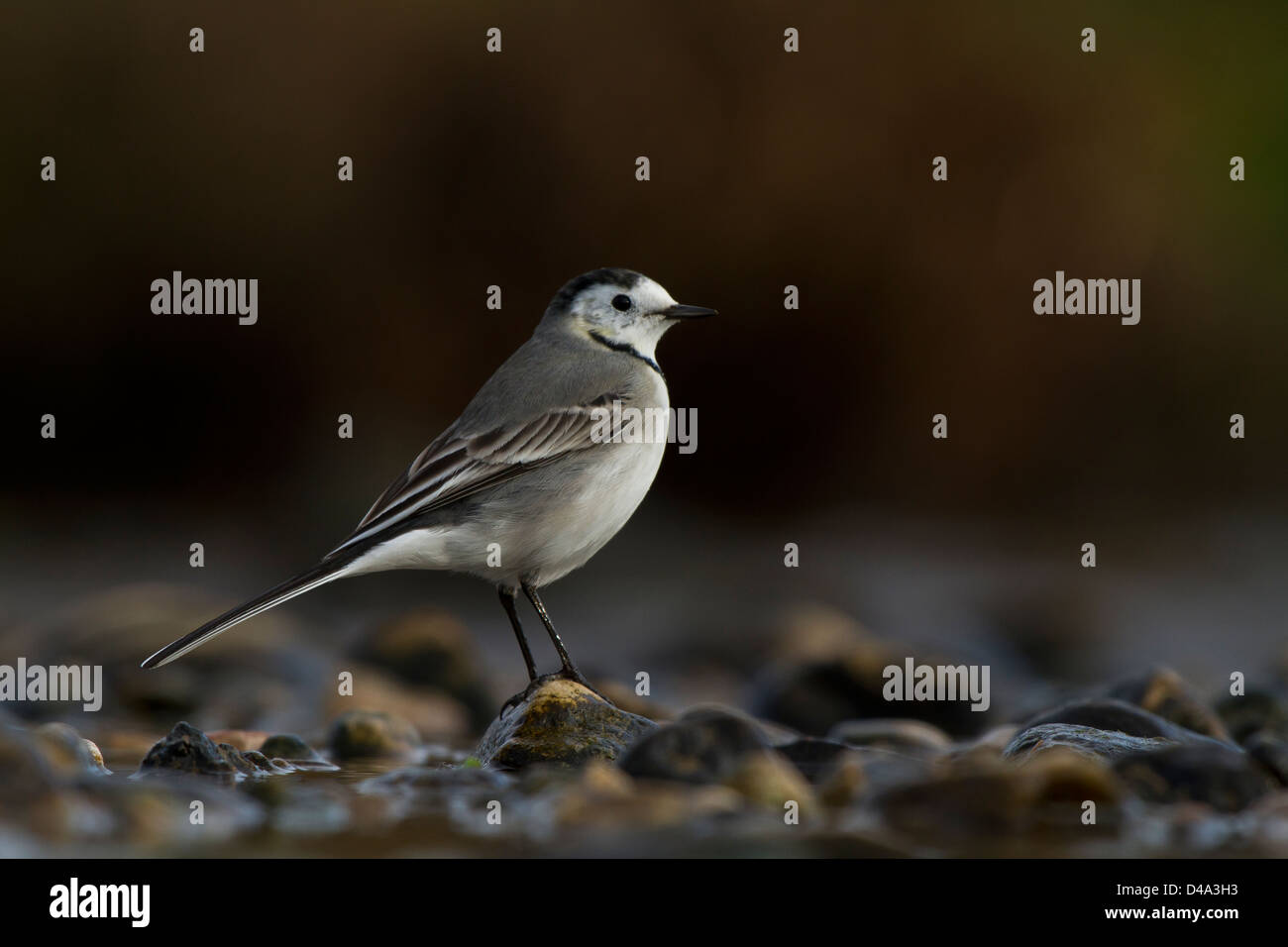 White Wagtail (Motacilla alba) sulla pietra Foto Stock