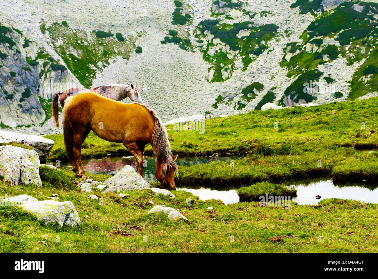 Retezat mountain, Romania: Libero pascolo cavalli nel parco nazionale della Romania Foto Stock