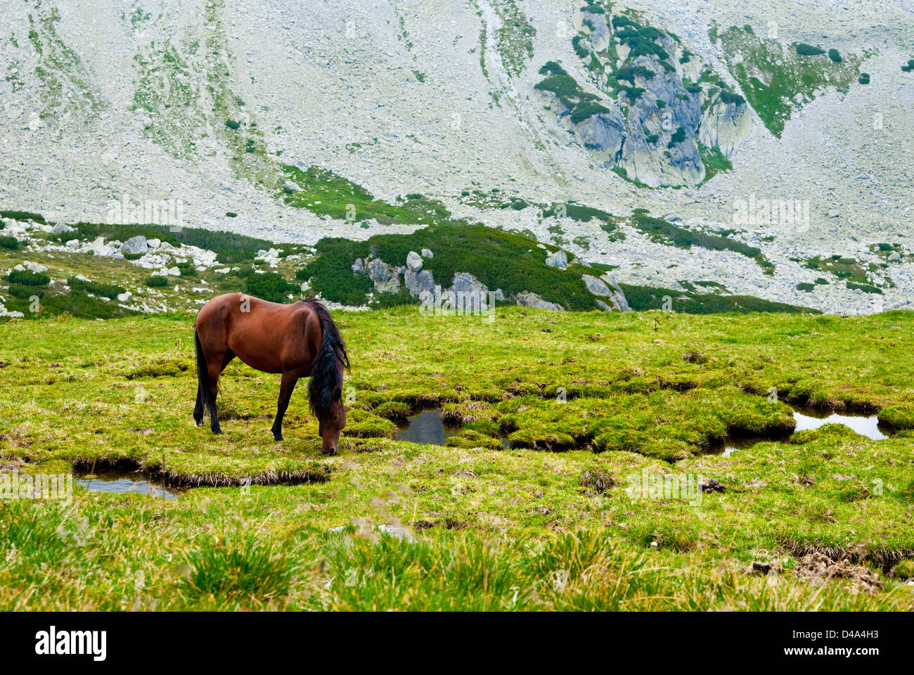 Retezat mountain, Romania: Libero pascolo cavalli nel parco nazionale della Romania Foto Stock