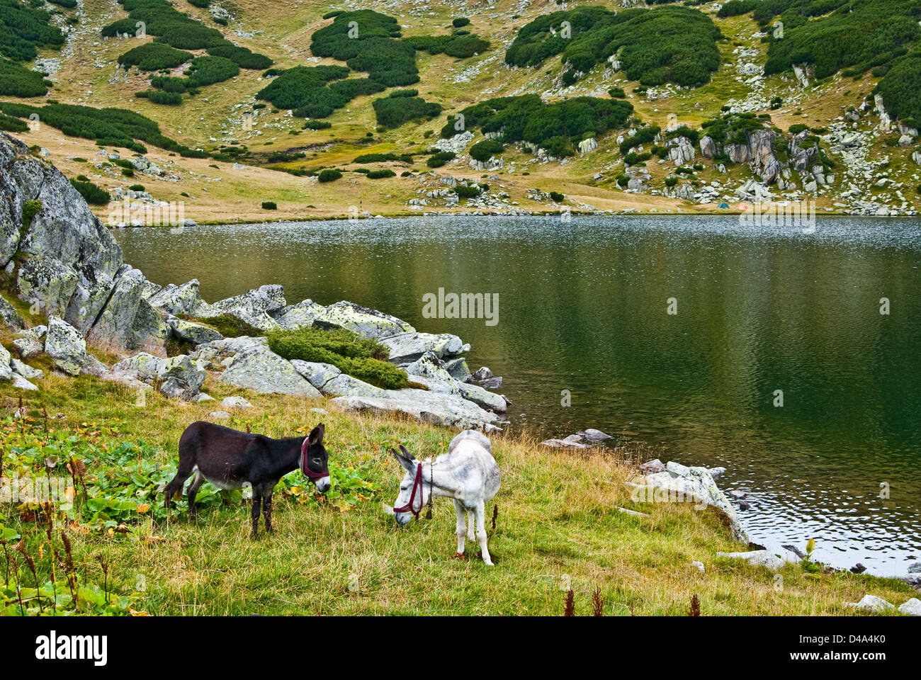 Retezat mountain, Romania: Libero pascolo cavalli nel parco nazionale della Romania Foto Stock