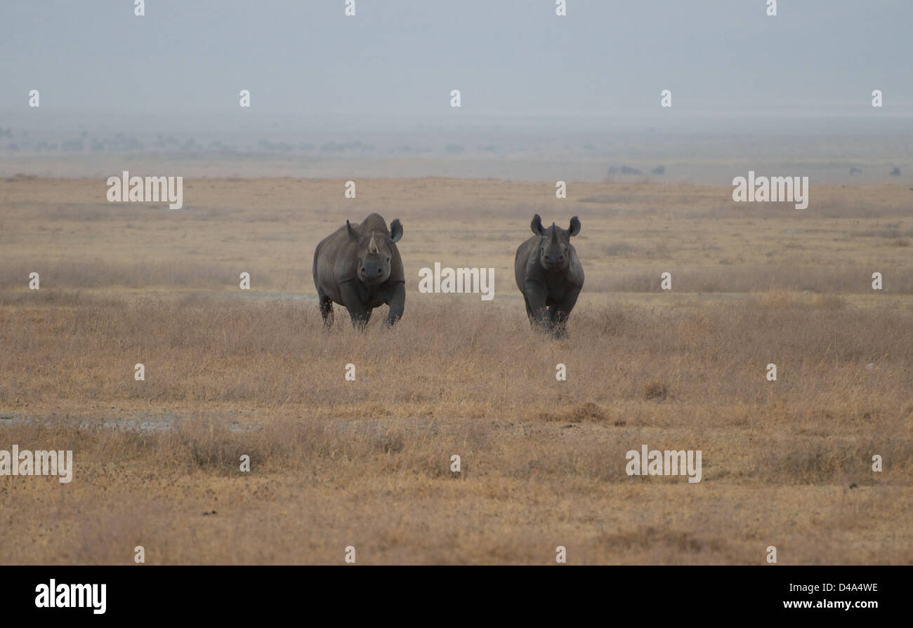 Una coppia di rinoceronte nero emergere dalla polvere nel cratere Ngorogoro, Tanzania Foto Stock