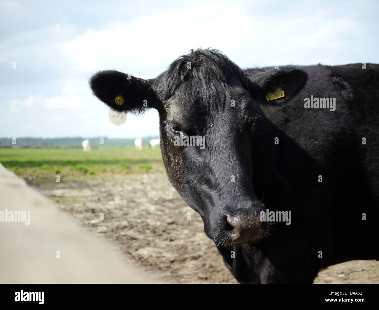 Mucca nera in un campo fangoso in una giornata di sole Foto Stock