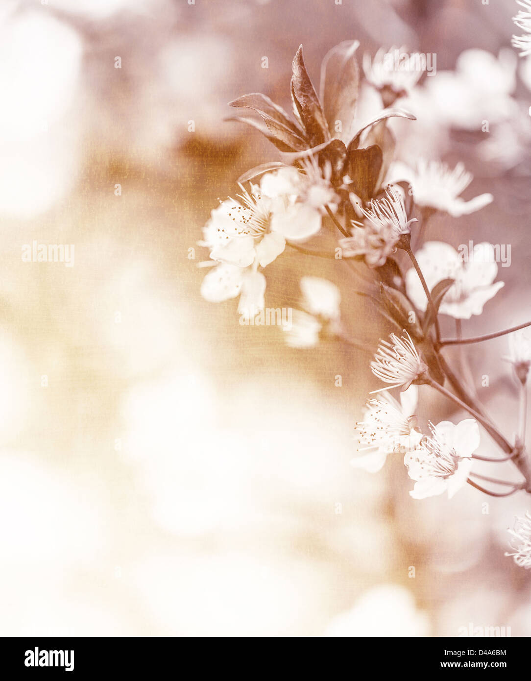 Foto di dolci bianco ciliegio fiori sull'albero nella giornata di sole, ramo floreale, Apple in fiore nel giardino, primavera la natura, Foto Stock