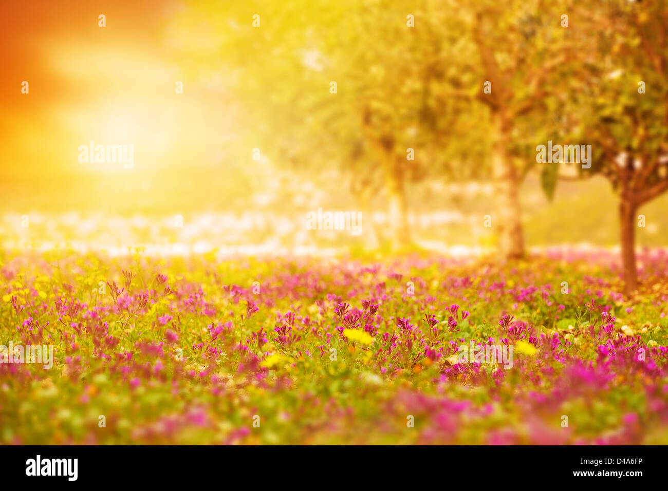 Foto di un bel colore arancione tramonto sul campo floreale, giallo luminoso della luce del sole sulla radura con freschi Fiori di colore rosa, prato in fiore Foto Stock