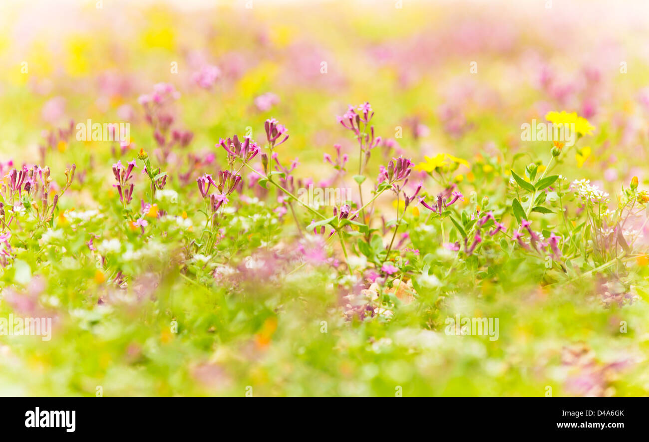 Immagine di bellissimi fiori glade, campo di rosa fiori selvaggi, abstract sfondo naturale, prati in fiore, shallow dof, selettivo Foto Stock