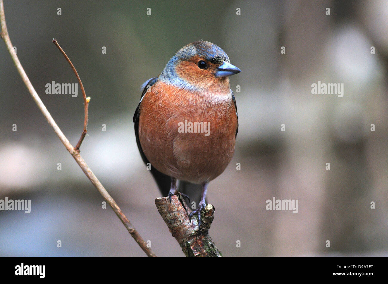 Un maschio di fringuello Foto Stock