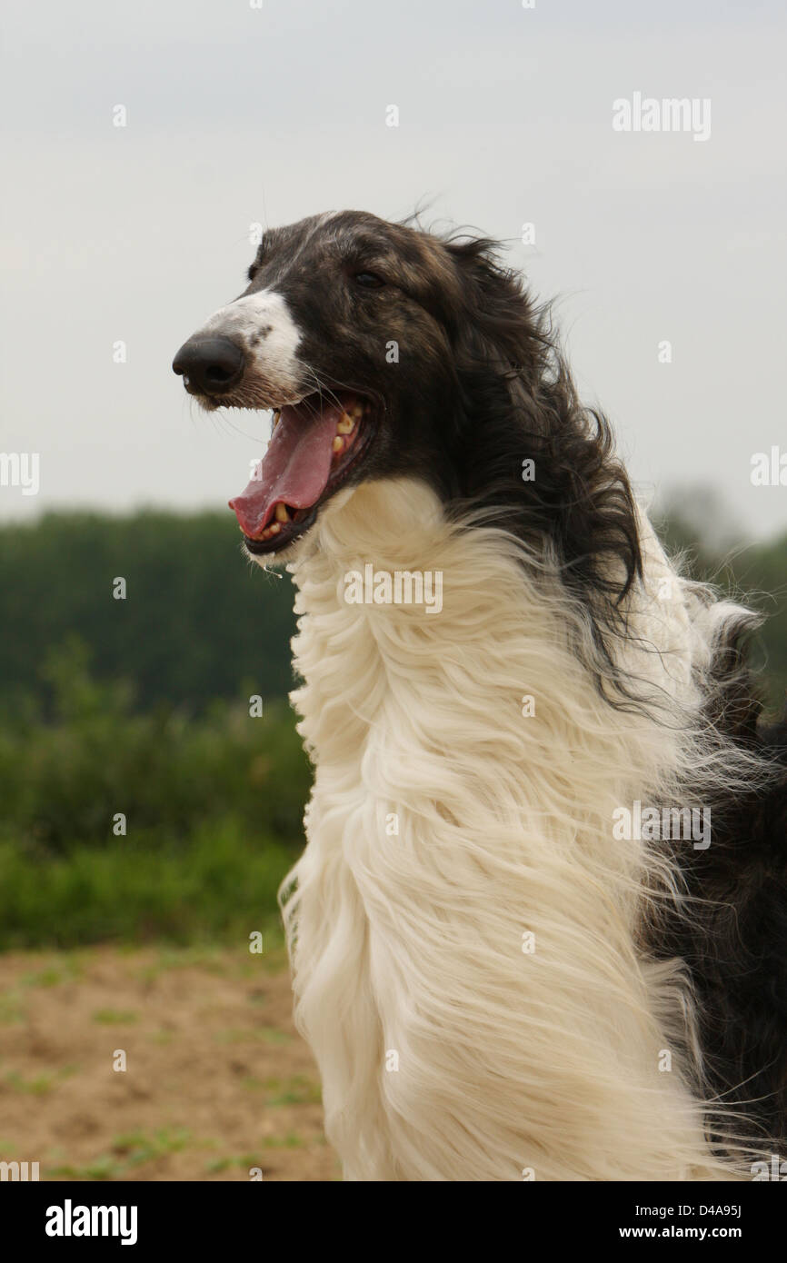Barzoi cane / cane / russo / wolfhound Barsoi ritratto per adulti Foto Stock