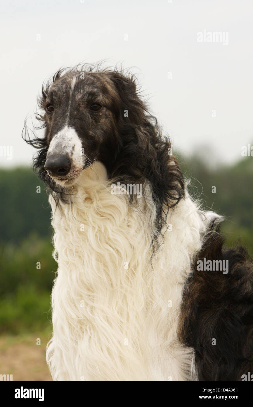 Barzoi cane / cane / russo / wolfhound Barsoi ritratto per adulti Foto Stock