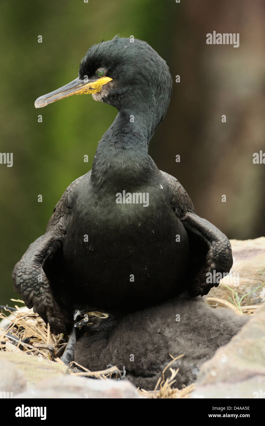 Il marangone dal ciuffo adulto e bambino sul nido nel farne Islands Foto Stock