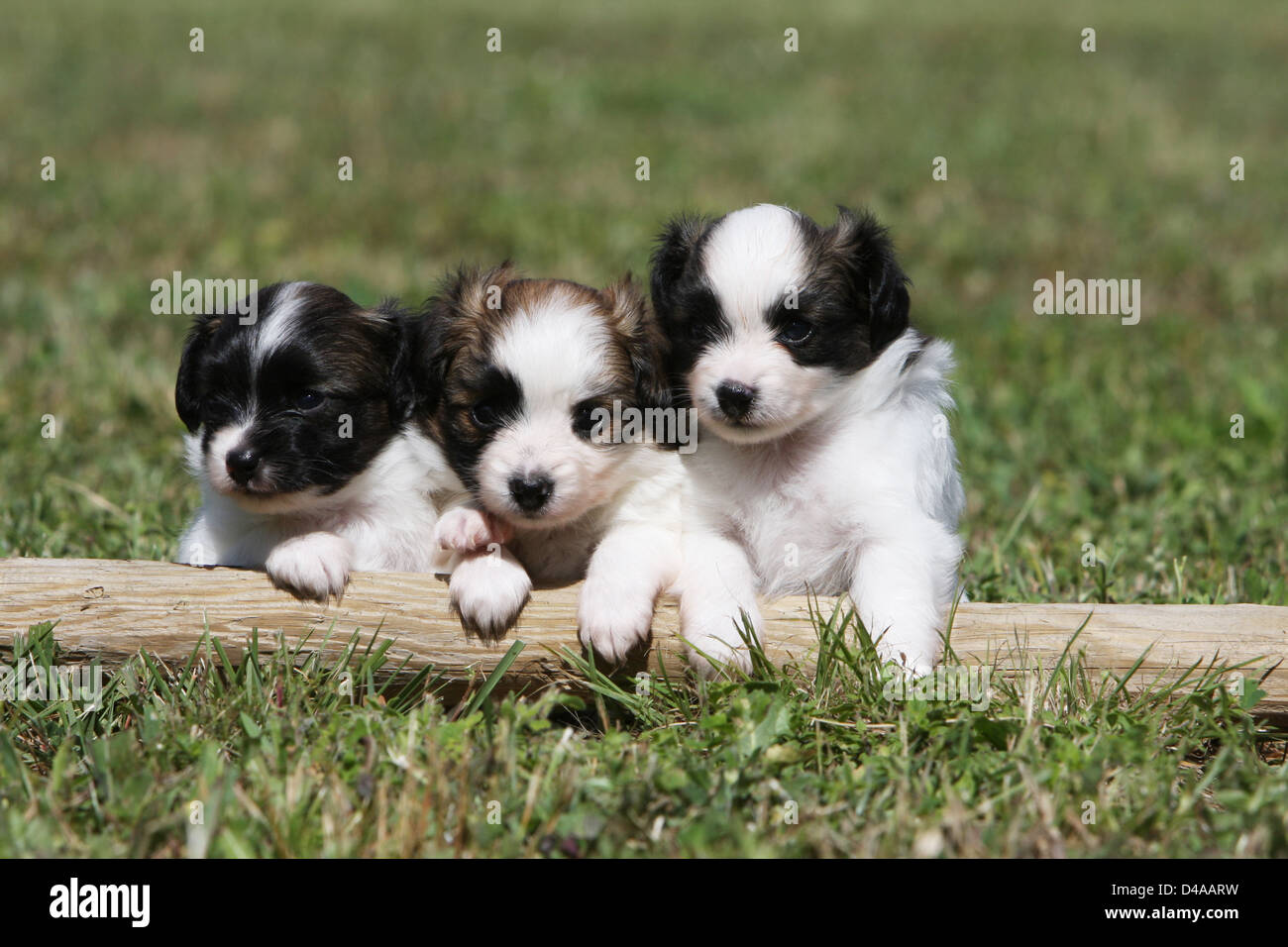 Cane Phalène / Continental Toy Spaniel cane Phalene tre cuccioli su una tavola di legno Foto Stock