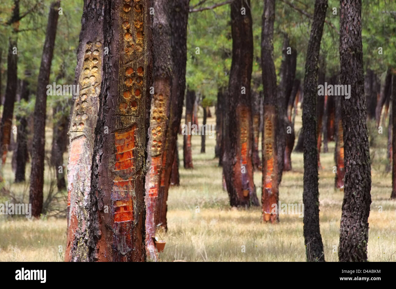 Pinienwald Harzgewinnung - pineta di estrazione di resina 05 Foto Stock