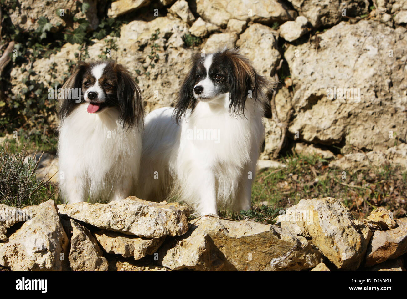 Cane Phalène / Continental Toy Spaniel cane Phalene due adulti in piedi sulle rocce Foto Stock