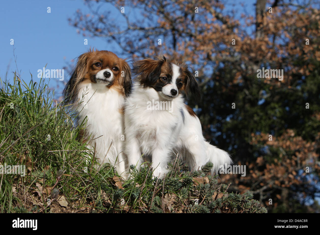 Cane Phalène / Continental Toy Spaniel cane Phalene due adulti in piedi in un prato Foto Stock