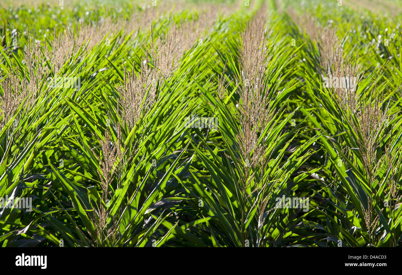 Mais geneticamente modificati nelle Hawaii. Foto Stock