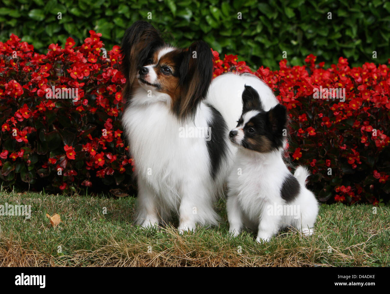 Cane Papillon / Continental Toy Spaniel Butterfly cane adulto e cucciolo in un parco Foto Stock