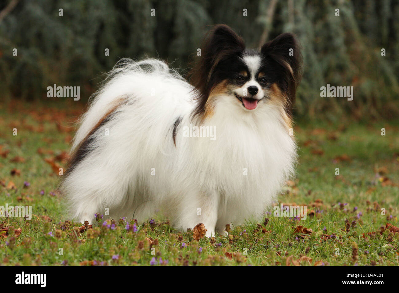 Cane Papillon / Continental Toy Spaniel Butterfly cane adulto in piedi in un parco Foto Stock