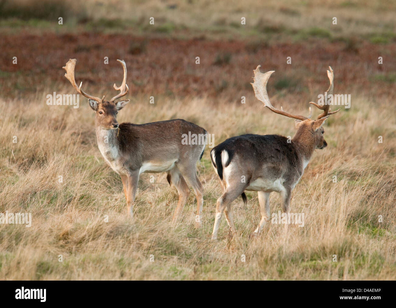 Coppia di Bucks predisposizione alla routine Foto Stock