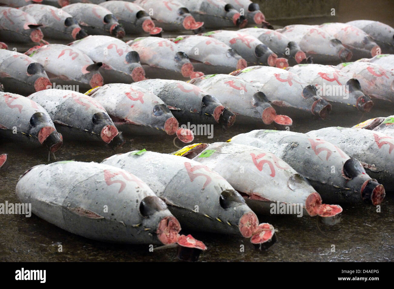 Prima asta del tonno congelato il resto su pallet a Tsukiji Commercio all'ingrosso Mercato del Pesce, la più grande del mondo al mercato del pesce a Tokyo in Giappone. Foto Stock