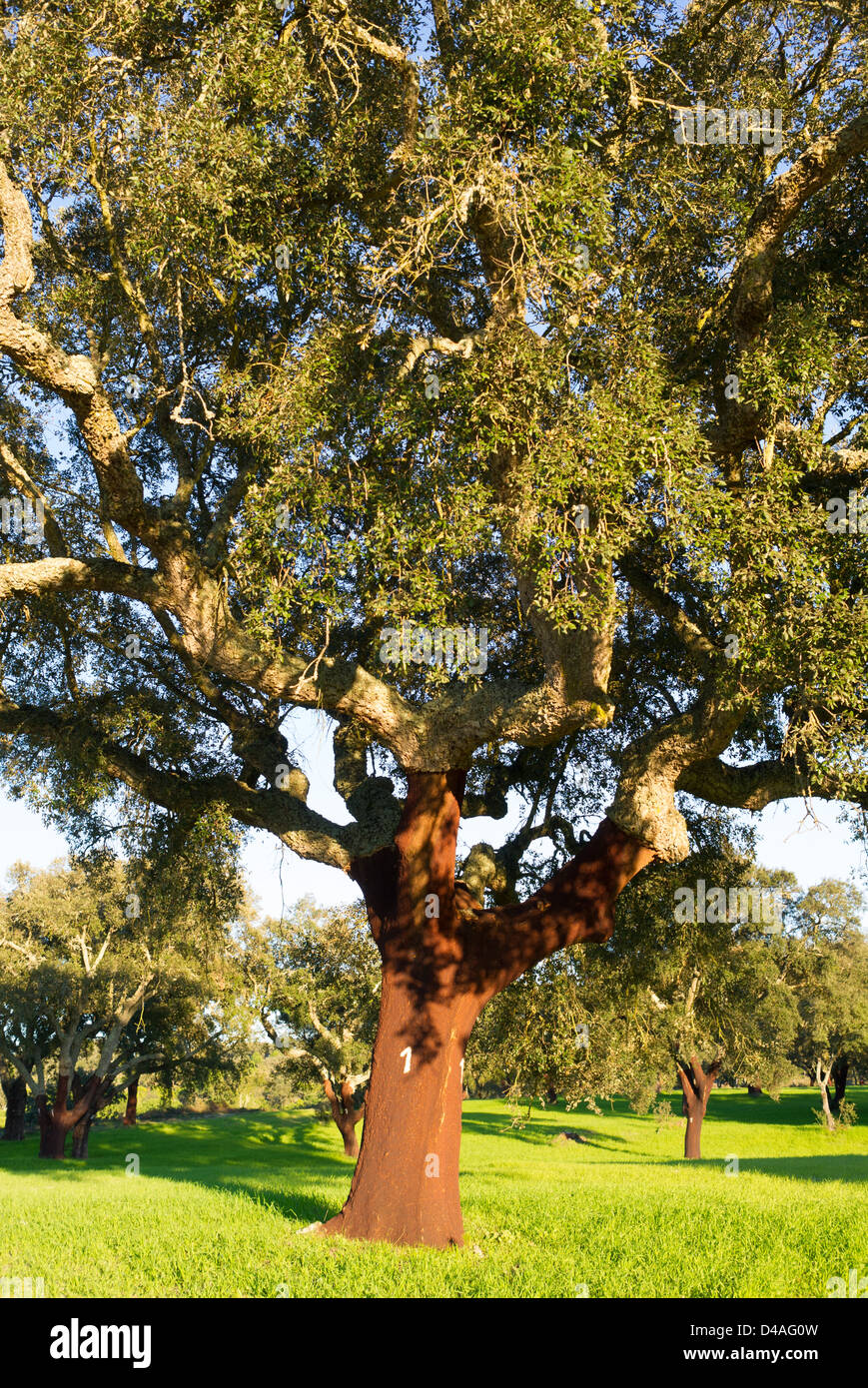 Le querce da sughero in Portogallo di Quercus suber Foto Stock