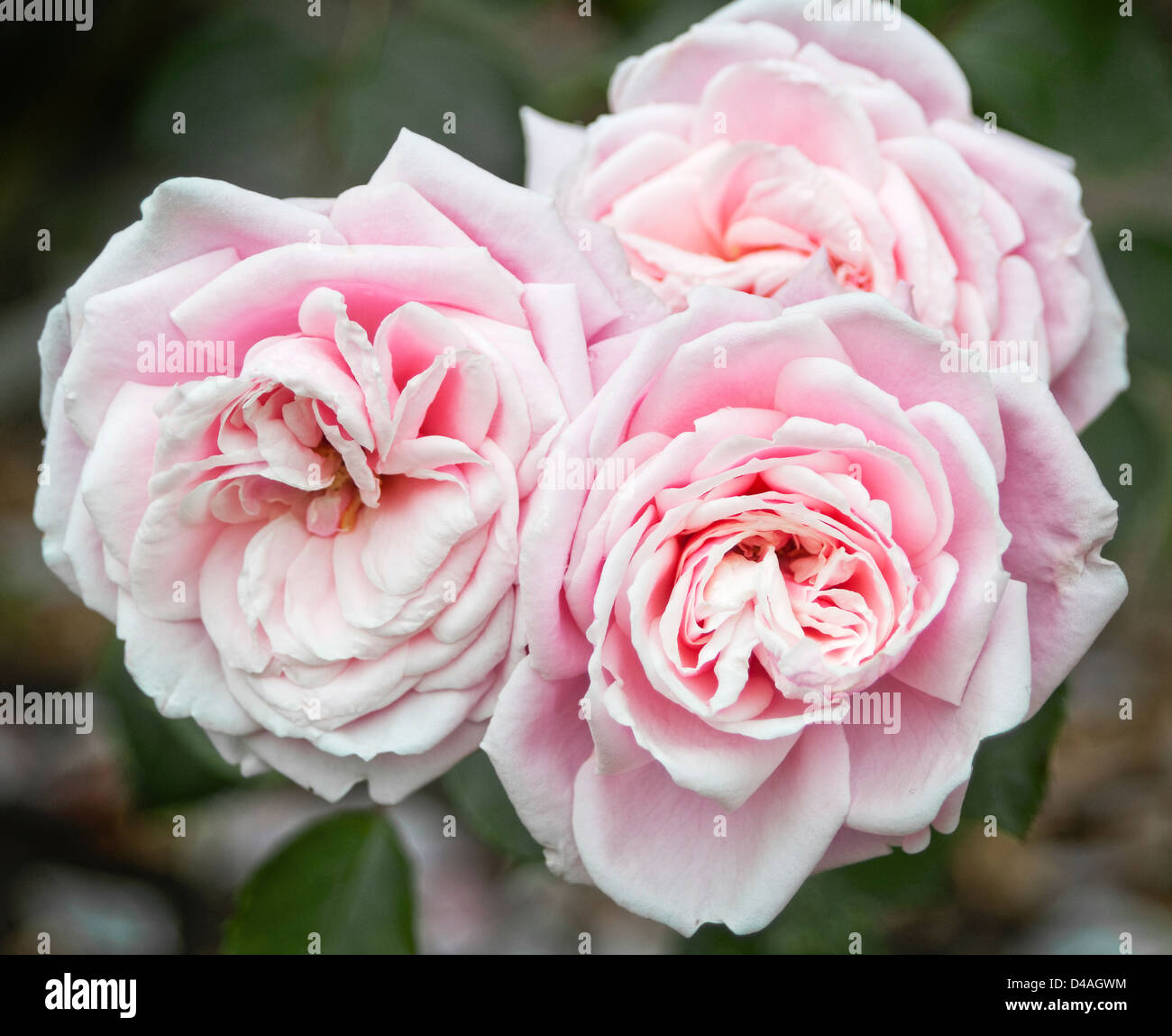 Rosa vecchio stile cottage profumati Rosa Tea Foto Stock