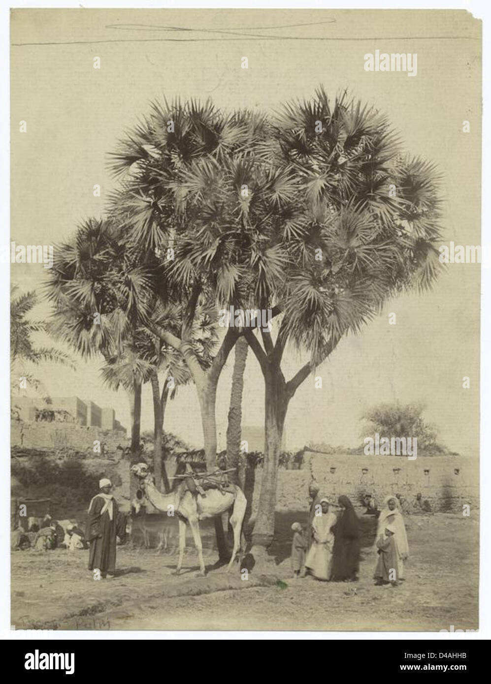 Una fotografia che raffigura le palme in Egitto, catturando il paesaggio naturale e la vegetazione tipica dell'ambiente della regione durante il XIX secolo. Foto Stock