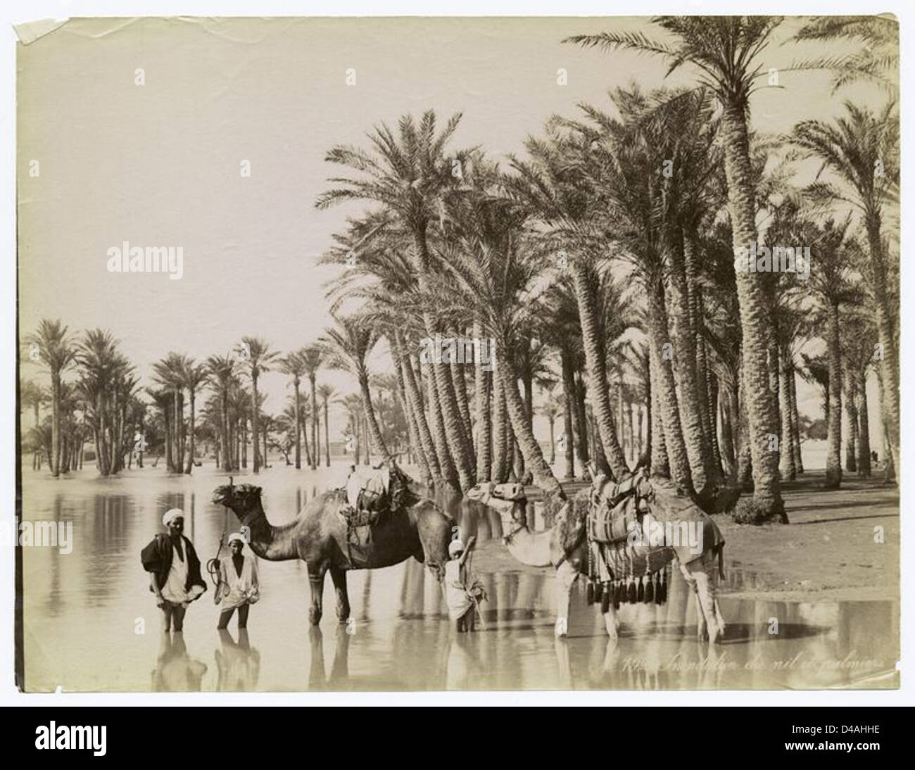 Inondazione du Nil et palmiers. Foto Stock