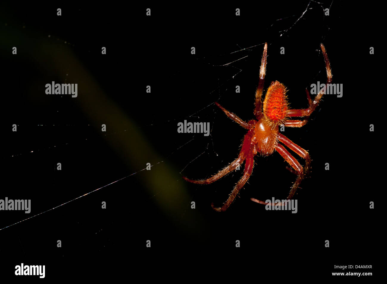 Rosso e arancio spider nella foresta pluviale a Burbayar Riserva Naturale, provincia di Panama, Repubblica di Panama. Foto Stock