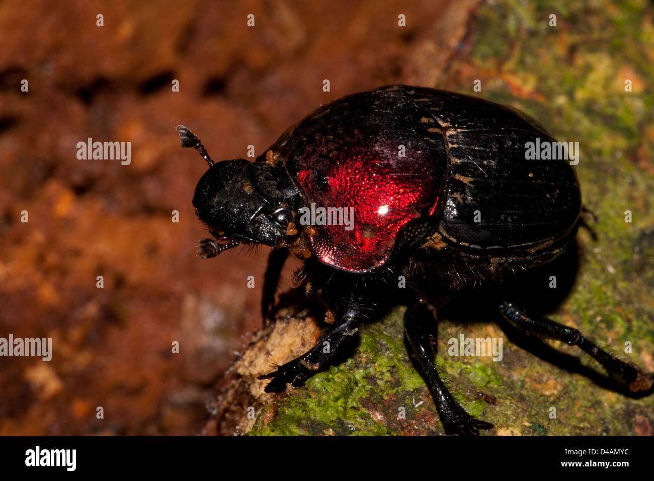 Beetle (Escarabajo Rojo) a Burbayar riserva naturale, provincia di Panama, Repubblica di Panama. Foto Stock
