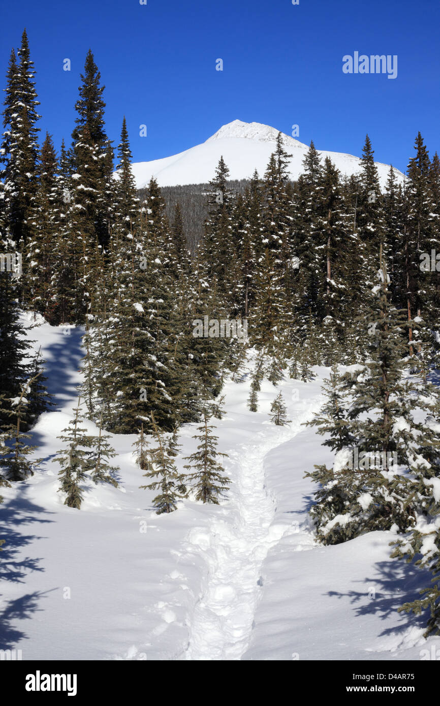 Boschi di conifere a Burstall Pass (Alberta, Canada) Foto Stock