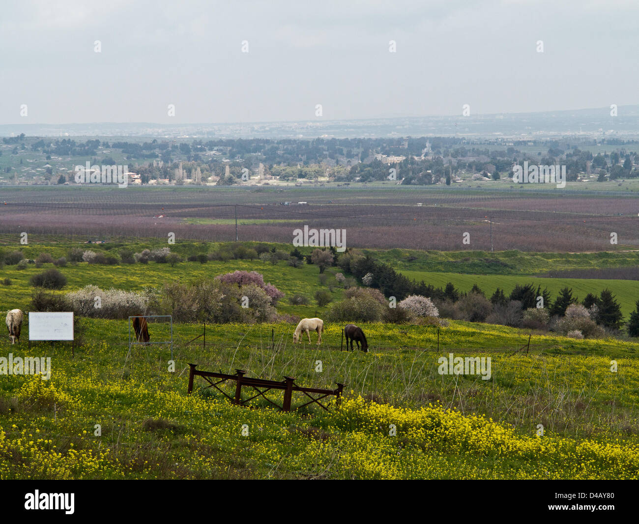 Il confine Israeli-Syrian rimane tranquilla nonostante il siriano sollevazione contro il presidente Bashar Al-Assad. I cavalli pascolano sul lato israeliano mentre la città siriana di Quneitra è visibile in background. Alture del Golan, Israele. 10-Mar-2013. Una vista della frontiera Israeli-Syrian sulle alture del Golan illustra campi agricoli sul lato israeliano in primo piano la sede UNDOF e città siriana di Quneitra oltre il 1974 Linea di cessate il fuoco. Foto Stock