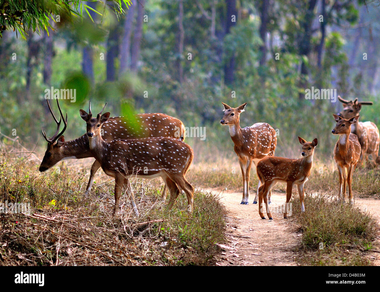 Avvistato cervi o chital, asse, Parco Nazionale di Kanha, Madhya Pradesh, India Foto Stock