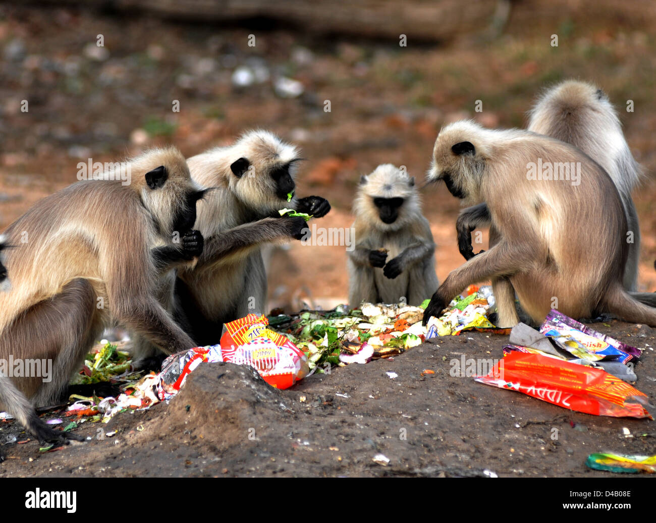 Tufted langur grigio (Semnopithecus priamo) è una scimmia del Vecchio Mondo, una delle specie di langurs, mangiare avanzi dai visitatori a Kanh Foto Stock