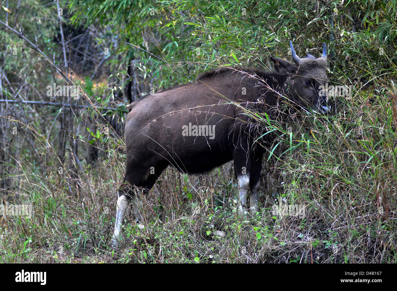 Gaur vacca (Bos gaurus) al Parco Nazionale di Kanha nel Madhya Pradesh, India. Foto Stock
