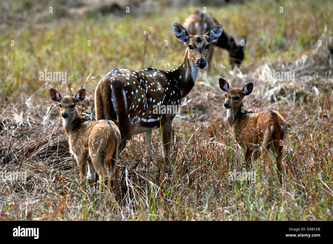 Avvistato cervi o chital, asse e cerbiatti s al Parco Nazionale di Kanha, Madhya Pradesh, India. Foto Stock