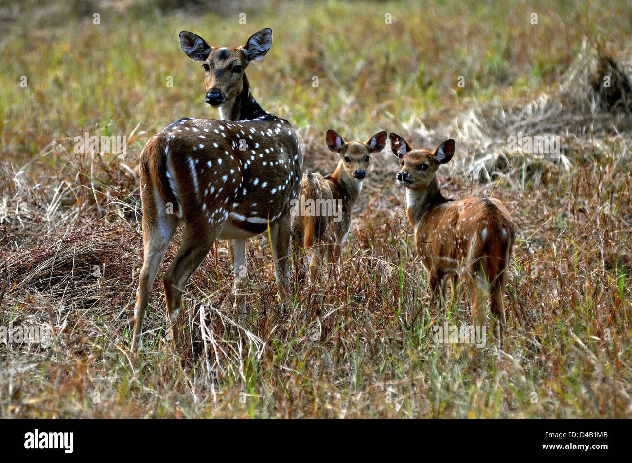 Avvistato cervi o chital, asse e cerbiatti al Parco Nazionale di Kanha, Madhya Pradesh, India. Foto Stock