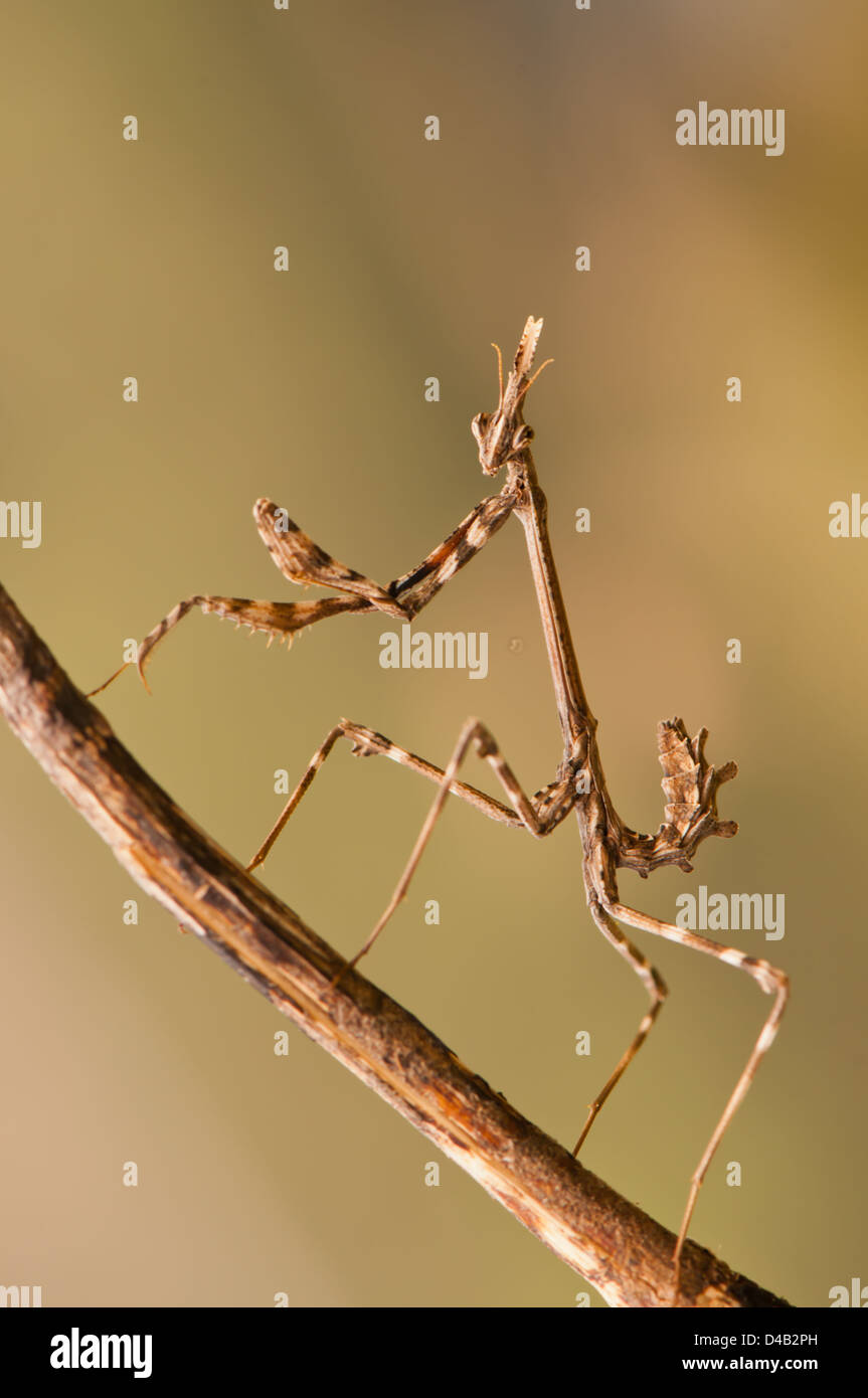 Una empusa pennata su un ramo Foto Stock