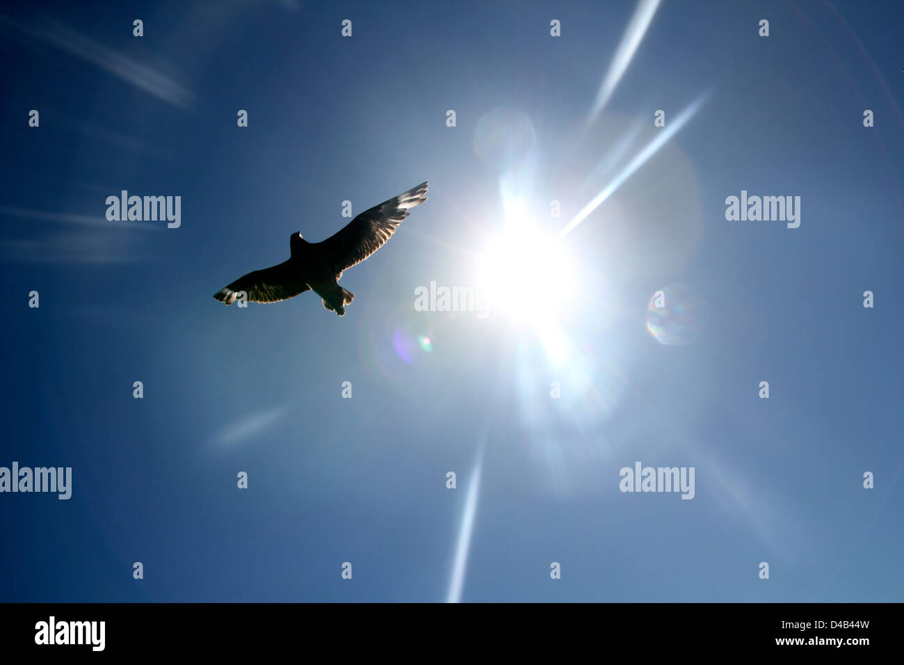Gabbiano in volo contro il sole in Sud Africa. Foto Stock