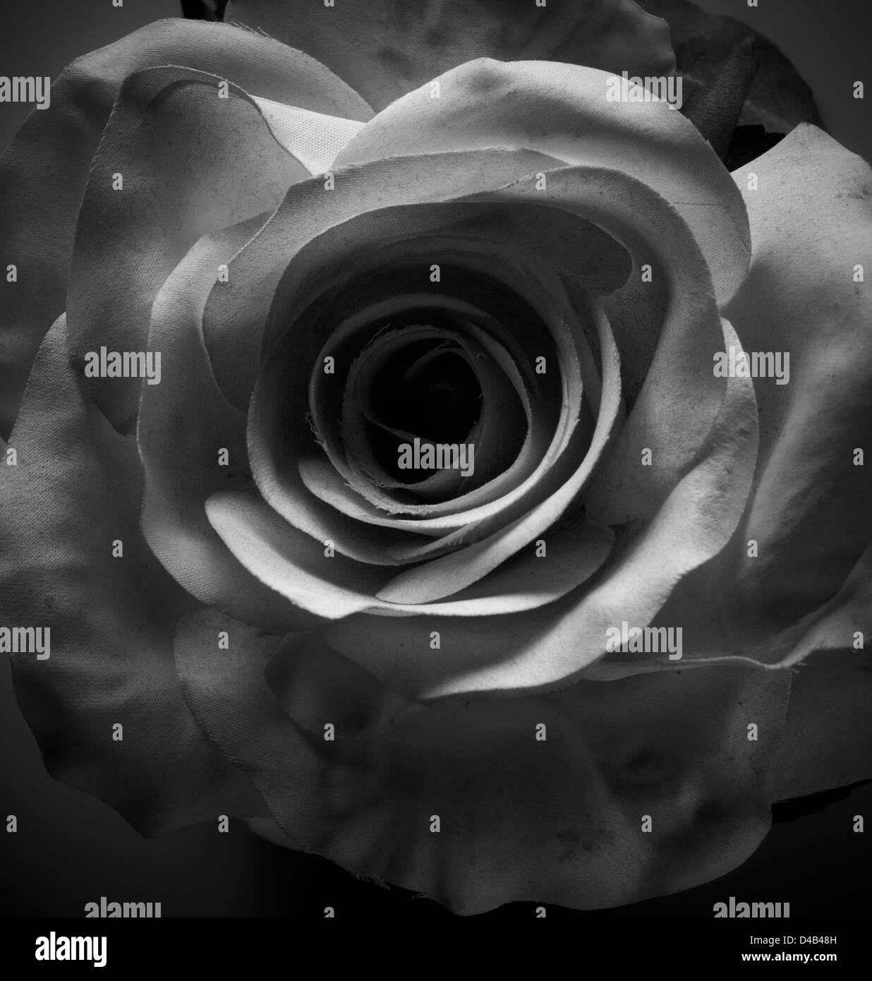 Una rosa di seta ancora vita in bianco e nero,shot vicino al soggetto Foto Stock