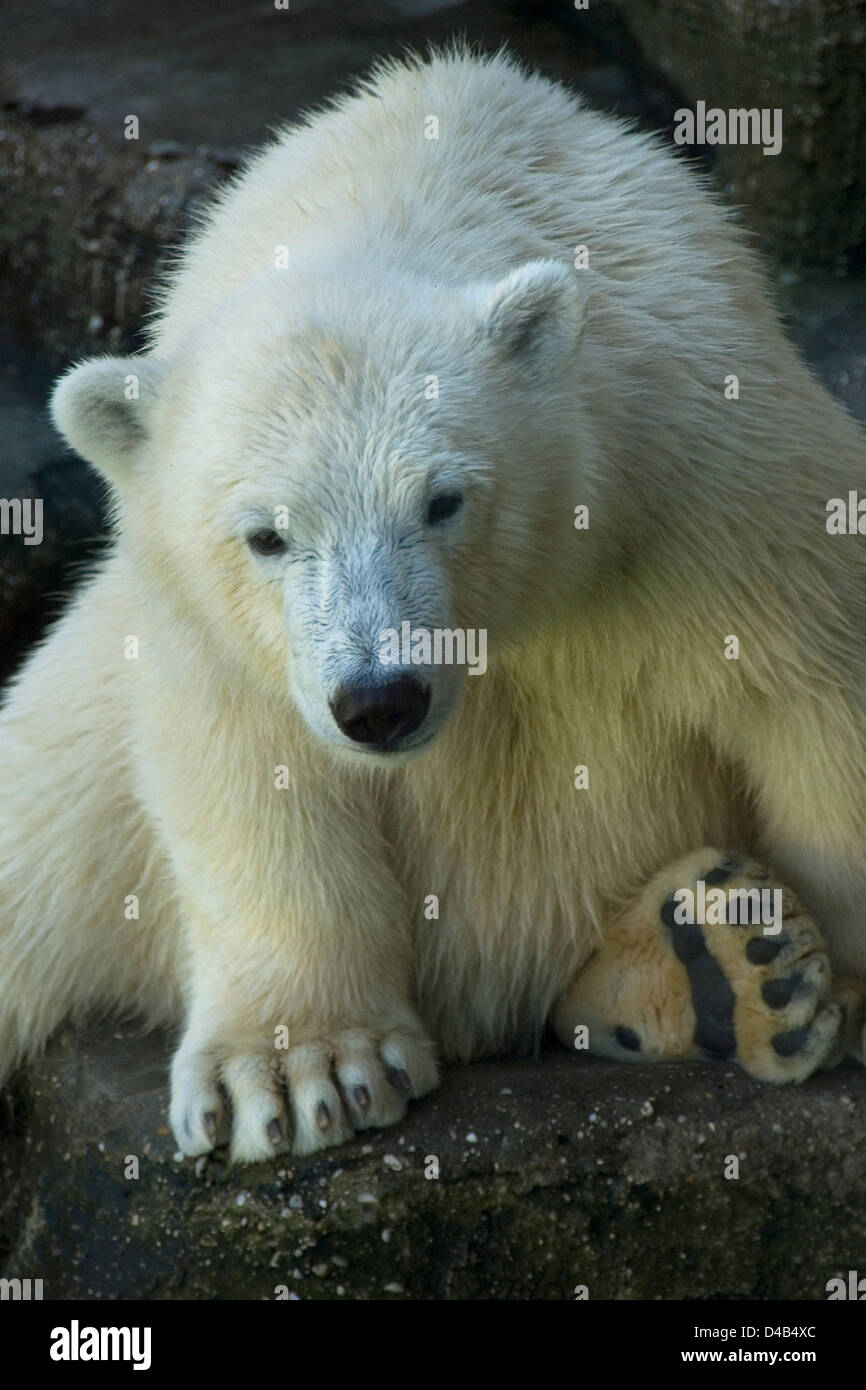 Giovane orso polare seduto su una roccia, lo zoo di Schönbrunn, Vienna, Austria Foto Stock