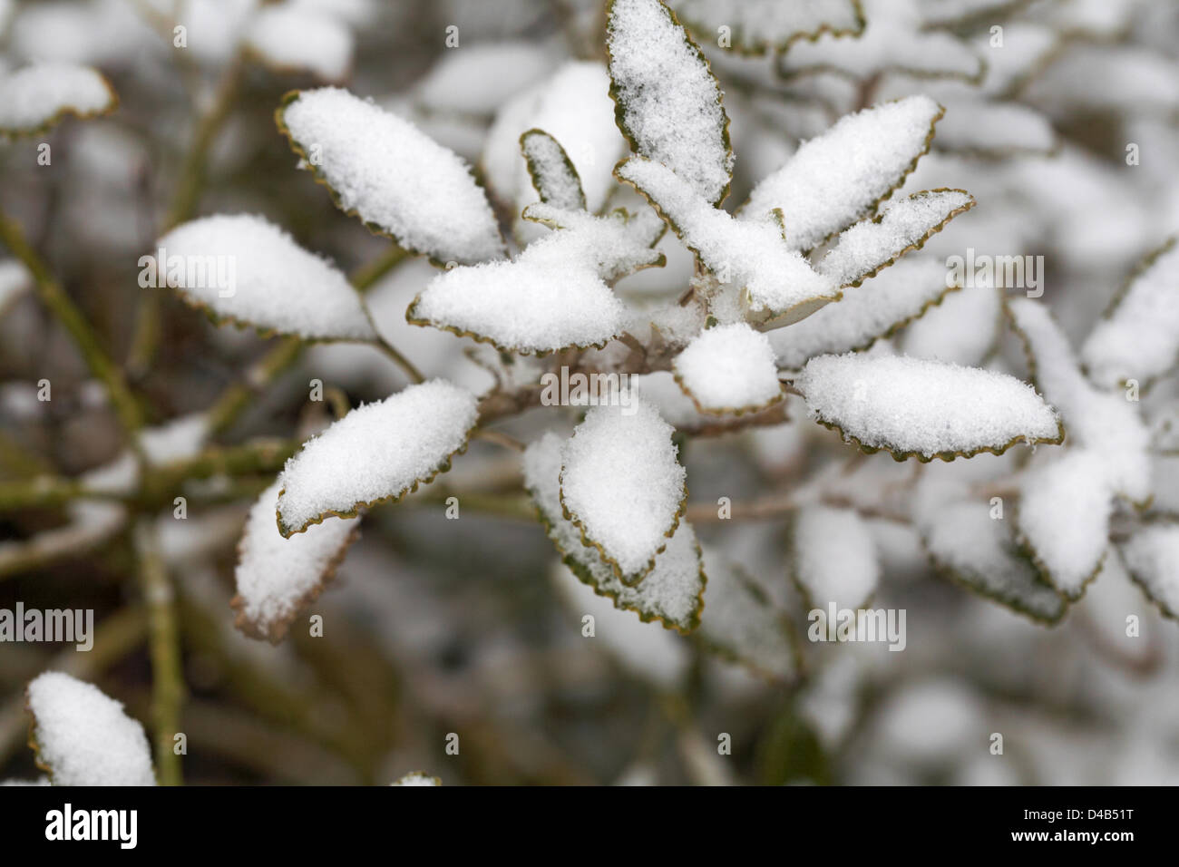 Bournemouth, Regno Unito 11 marzo 2013. Le piante coperte di neve in giardino a Bournemouth Foto Stock