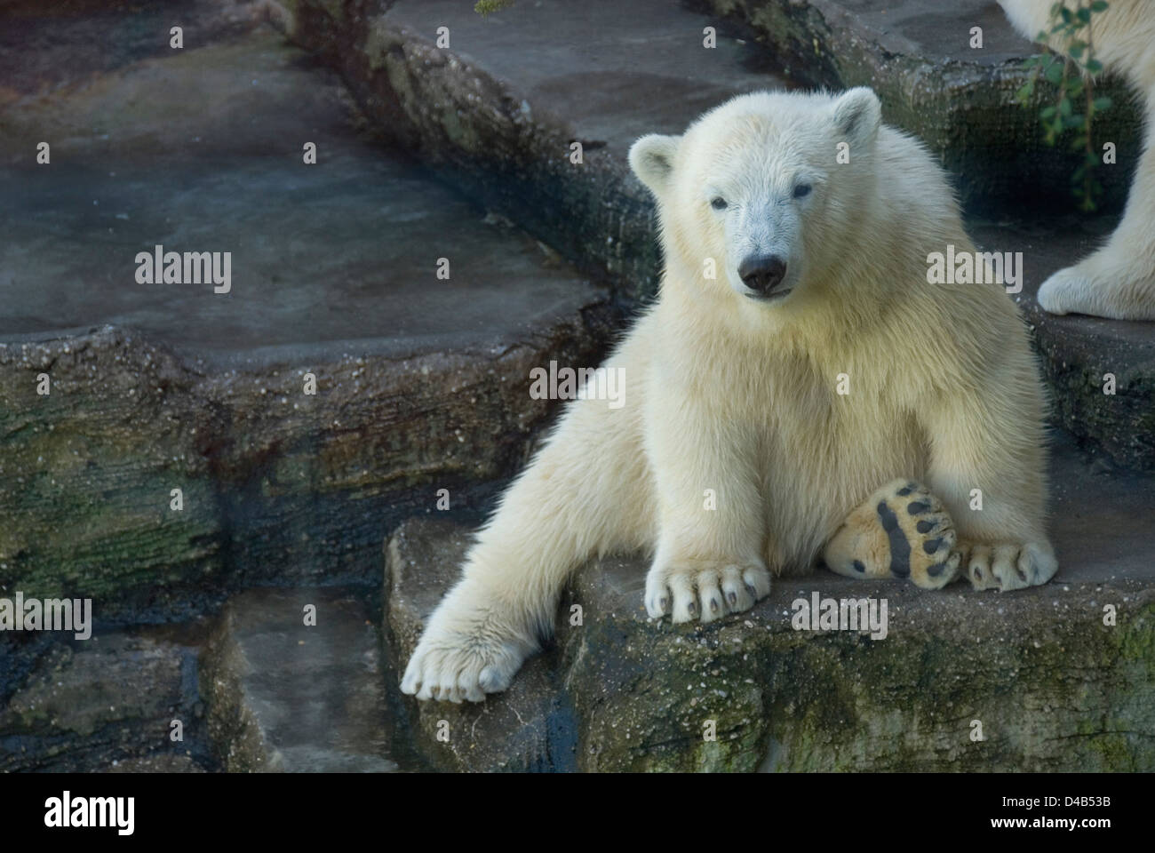 Giovane orso polare seduto su una roccia, lo zoo di Schönbrunn, Vienna, Austria Foto Stock