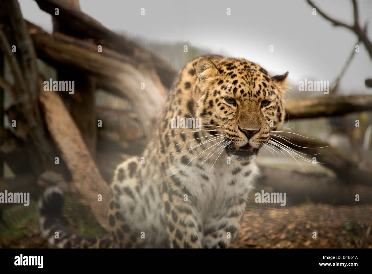 Amur leopard seduta guardando avanti Foto Stock