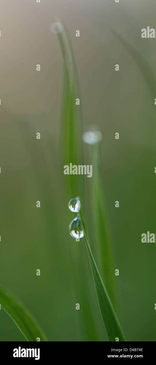 Gocce di pioggia sulla foglia lame di Bermuda Grass (Cynodon dactylon) Foto Stock Gocce di pioggia sulla foglia lame di Bermuda Grass (Cynodon dactylon) Foto Stock
