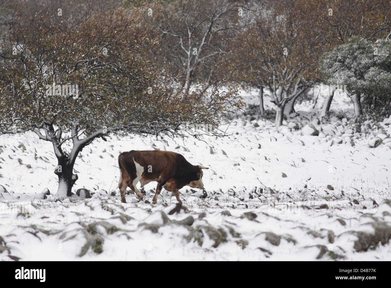 Israele, Golan durante una tempesta di neve Foto Stock