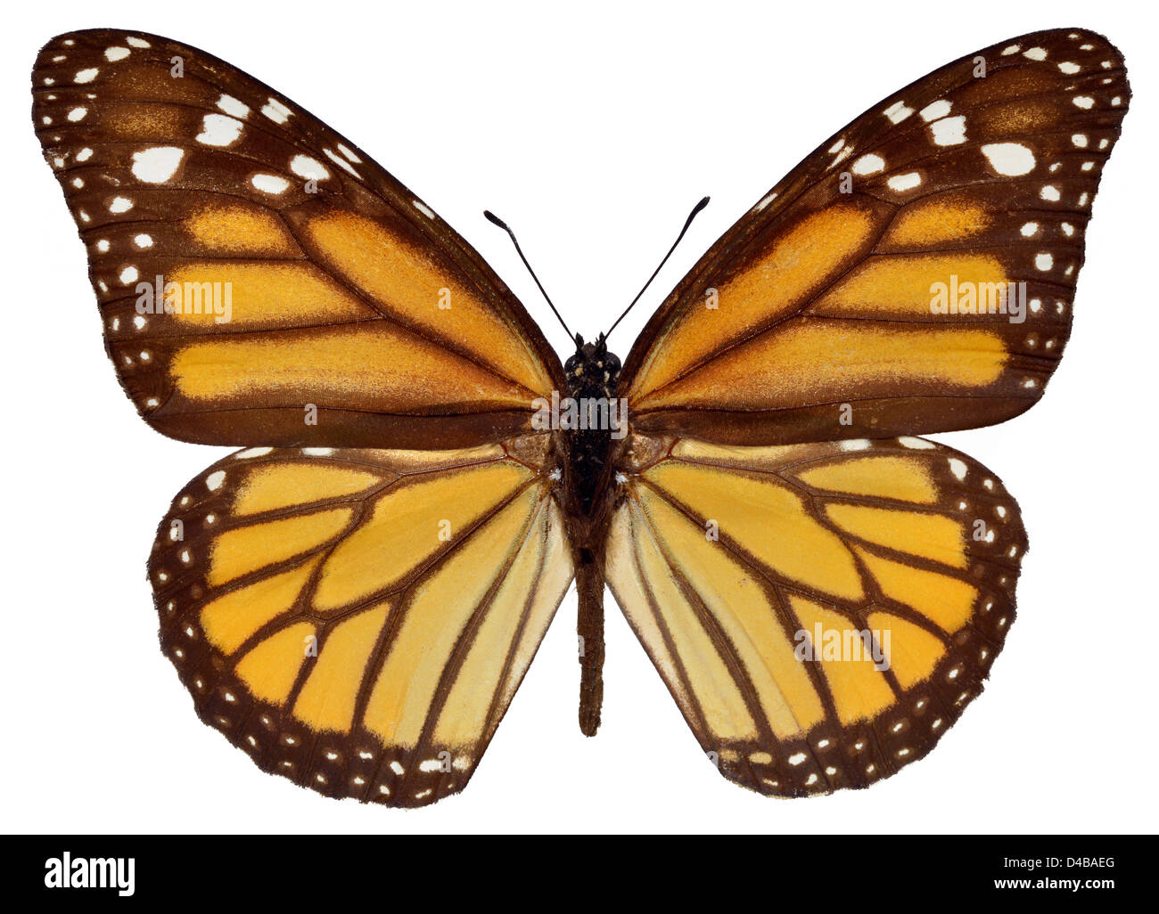 Arancione (monarca Danaus plexippus) farfalla isolati su sfondo bianco Foto Stock