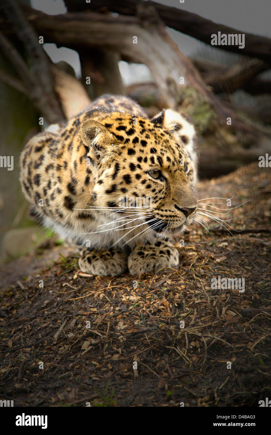 Amur Leopard sul suo haunches e guardando leggermente a lato Foto Stock