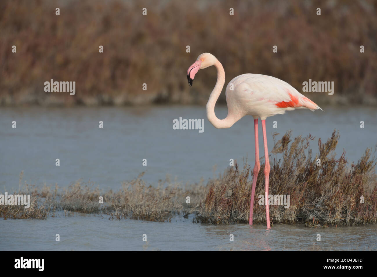 Fenicottero maggiore (Phoenicopterus roseus - Phoenicopterus ruber roseus) in piedi in acqua poco profonda in inverno Foto Stock