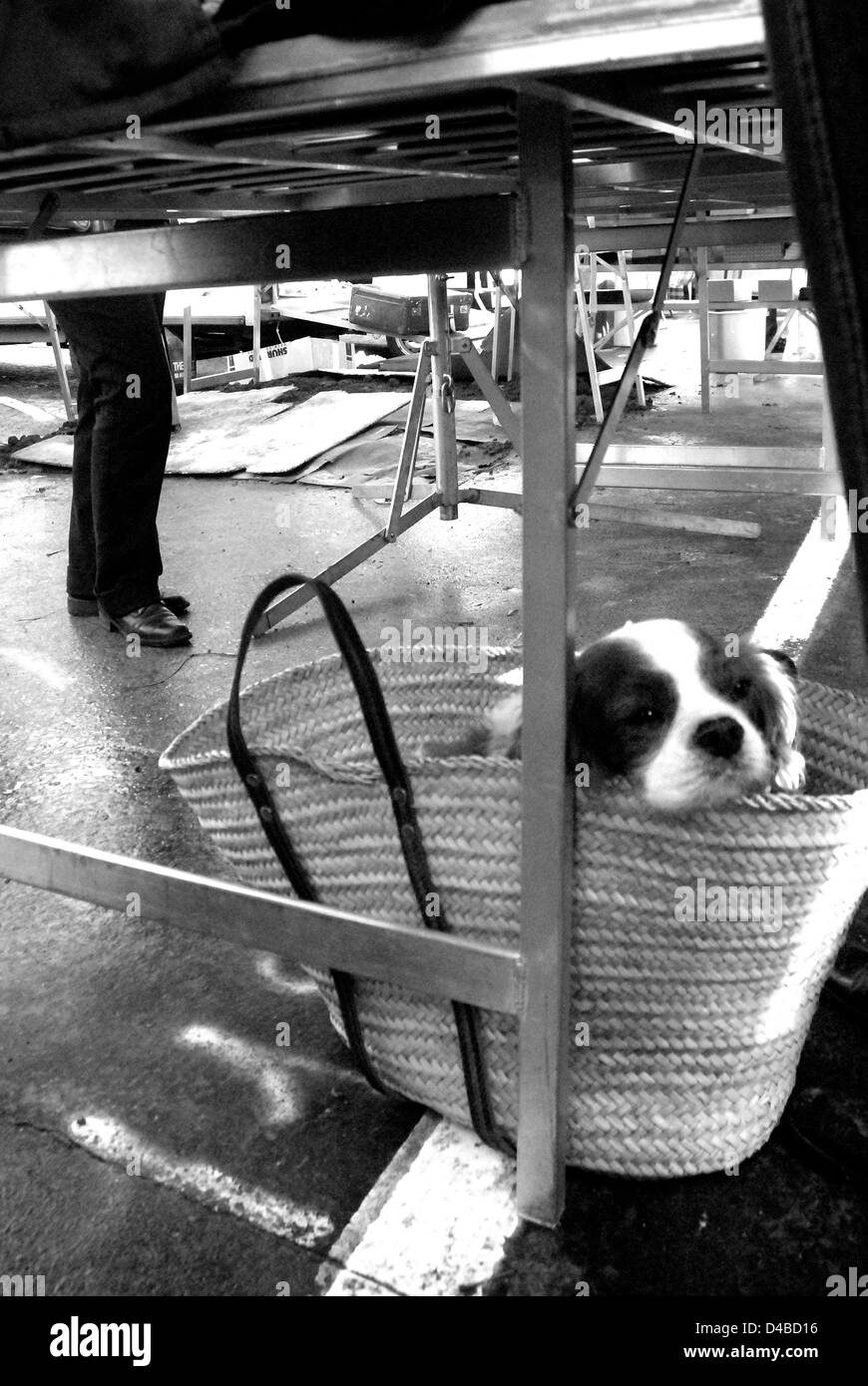 Spaniel in un cestello, Porte de Vanves mercato delle pulci Foto Stock